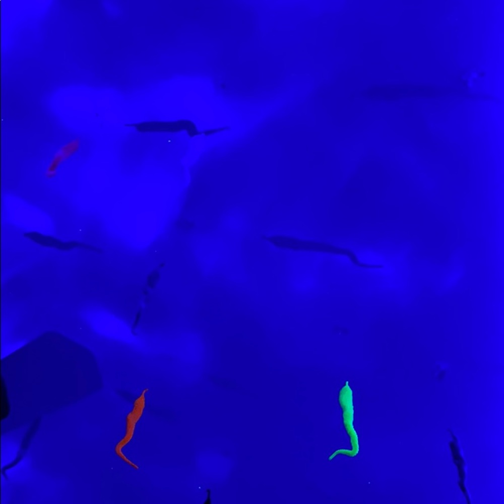 Meet your Posher, Ava lee